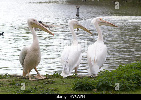 Louis, Vaclav und Gargi, St. James Park berühmte resident Pelikane Stockfoto