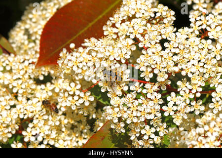 Europäische Schwebfliege lateinischen Namen Episyrphus Balteatus auf einem Photinia Blume oder Strauch in Italien Stockfoto