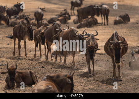 Gruppe von Gnus wandern in Linie im Ngorongoro-Krater. Die Trockenzeit ist noch nicht abgeschlossen. Stockfoto