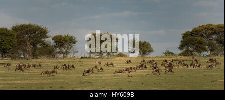 Wichtige Gruppe von Gnus Beweidung in den Serengeti-Nationalpark. Die Pisture wurde im nördlichen Teil der Serengeti übernommen. Stockfoto