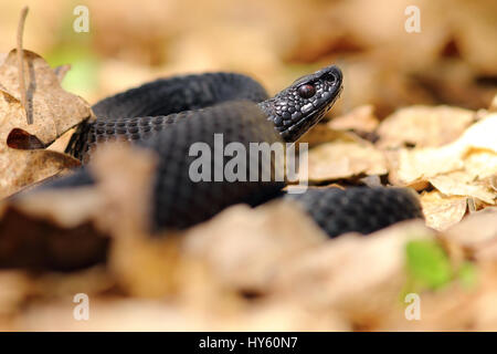 schwarzen europäischen Viper (Vipera Berus Nikolskii) im Herbst Waldboden Stockfoto