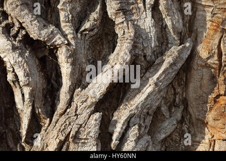 Detail der sehr alte Pappel Baumrinde, echte natürliche Textur Stockfoto