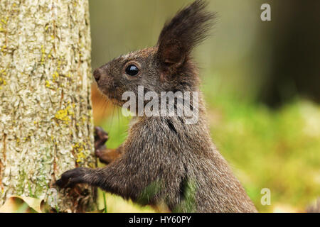 Porträt von wilden Europäische Eichhörnchen (Sciurus Vulgaris) Stockfoto