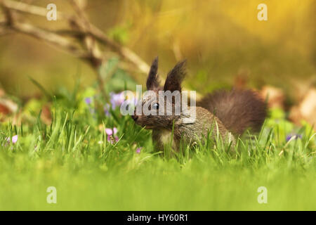 roten europäischen Eichhörnchen auf dem grünen Rasen (Sciurus Vulgaris) Stockfoto