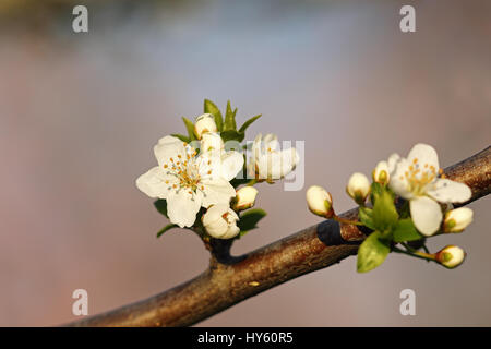 Wachs Kirsche weißen Blumen im Park, detail Stockfoto