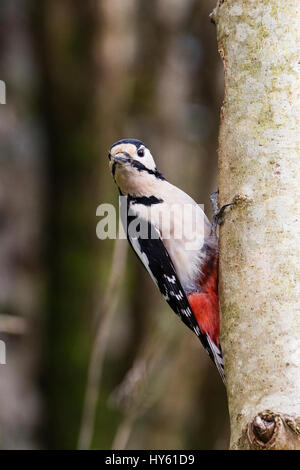 Eine größere gefleckte Specht auf einer Birke in Wales Stockfoto