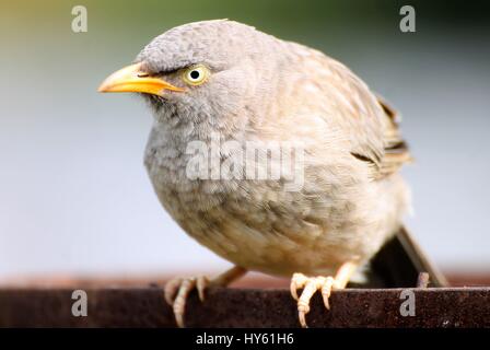 Wütend Vogel/Dschungel Schwätzer ist auf der Suche nach Nahrung. Stockfoto