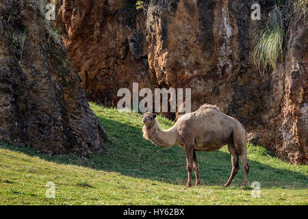 Dromedar / arabischen Kamel / indische Kamel (Camelus Dromedarius) Naturpark Cabárceno Kantabrien, Spanien Stockfoto