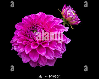 Dianthus Blume auf schwarzem Hintergrund isoliert Stockfoto