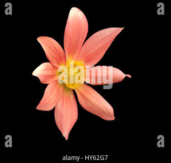 Falsche Sonnenblume (Heliopsis Helianthoides) auf schwarzem Hintergrund isoliert Stockfoto