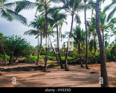 Palmen am königlichen Garten Pu'uhonua o Honaunau National Historical Park bewahrt die alte Plynesian Geschichte und Kulturen, Hawaii, USA Stockfoto