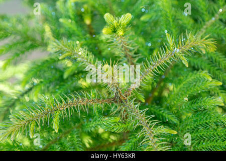 Norfolk Insel Tannenzweigen Stockfoto