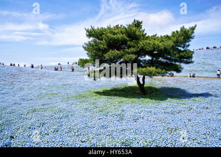 Japan, Honshu Insel, Ibaraki, Hitachinaka, Hitachi Seaside Park, Nemophilas Blüten. Stockfoto