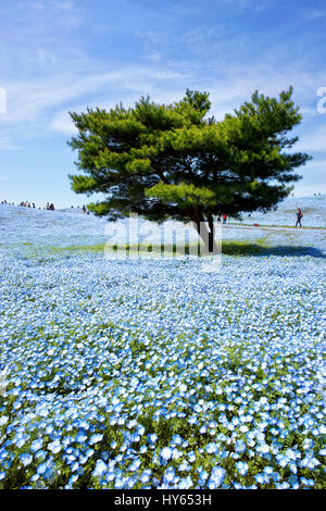 Japan, Honshu Insel, Ibaraki, Hitachinaka, Hitachi Seaside Park, Nemophilas Blüten. Stockfoto