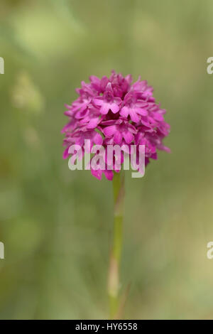 Anacamptis pyrimidalis (Pyramidal Orchidee) Stockfoto