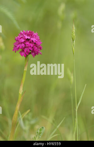 Anacamptis pyrimidalis (Pyramidal Orchidee) Stockfoto