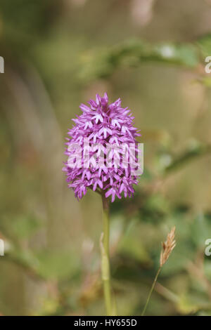 Anacamptis pyrimidalis (Pyramidal Orchidee) Stockfoto