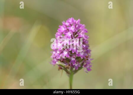 Anacamptis pyrimidalis (Pyramidal Orchidee) Stockfoto