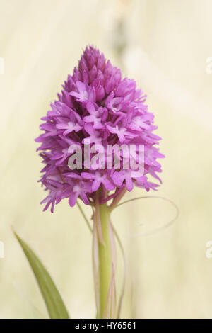 Anacamptis pyrimidalis (Pyramidal Orchidee) Stockfoto