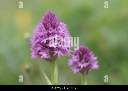 Anacamptis pyramidalis (Pyramidal Orchidee) Stockfoto