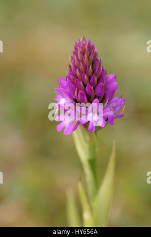 Anacamptis pyrimidalis (Pyramidal Orchidee) Stockfoto