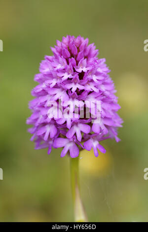 Anacamptis pyrimidalis (Pyramidal Orchidee) Stockfoto