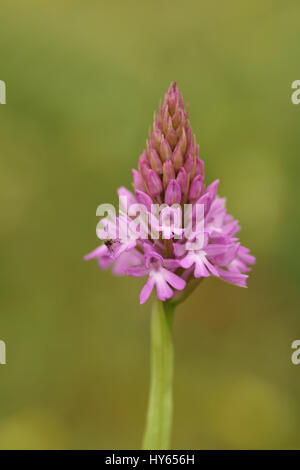 Anacamptis pyrimidalis (Pyramidal Orchidee) Stockfoto