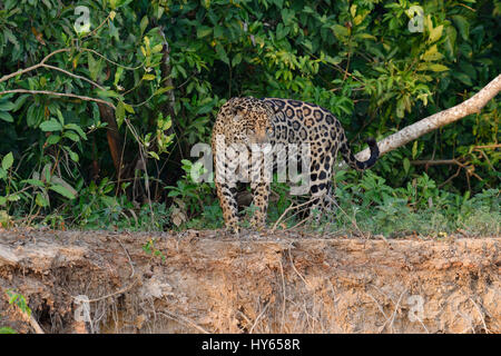 Männliche Jaguar (Panthera Onca) am Flussufer, Cuiaba Fluss, Pantanal, Bundesstaat Mato Grosso, Brasilien Stockfoto