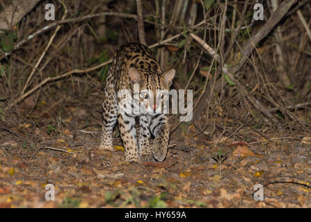 Ozelot (pardalis Pardalis) in der Nacht, Pantanal, Mato Grosso, Brasilien Stockfoto