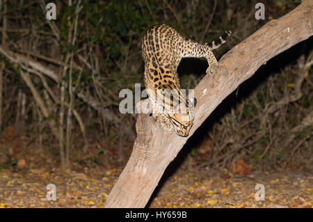 Ozelot (pardalis Pardalis) in der Nacht, Pantanal, Mato Grosso, Brasilien Stockfoto