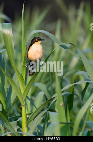 Schwarz-capped Donacobius (Donacobius Atricapilla) auf Reed, Pantanal, Bundesstaat Mato Grosso, Brasilien Stockfoto