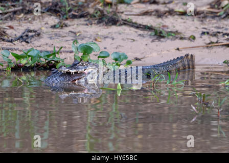 Yacare Kaiman (Caiman Yacare) verschlingt ein Wels, Cuiaba River, Pantanal, Mato Grosso, Brasilien Stockfoto