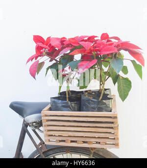 Poinesettia im Holzkasten und Vintage Fahrrad Stockfoto