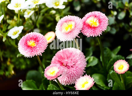 Blumen-rosa Bellis Perennis Gänseblümchen Stockfoto