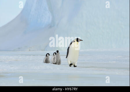 Kaiserpinguine mit Küken Stockfoto