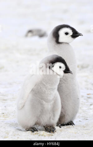 Kaiserpinguin-Küken in der Antarktis Stockfoto