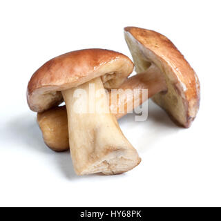 Gruppe von Steinpilz Pilz isoliert auf weißem Hintergrund Stockfoto