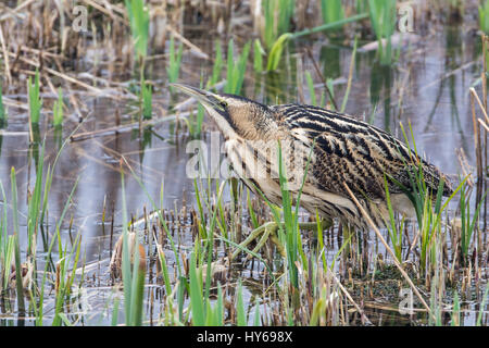 Rohrdommel (Botaurus Stellaris) bei RSPB Reserve, Minsmere, UK Stockfoto