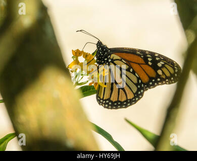 Monarch-Schmetterling Fütterung auf Wolfsmilch Blumen Stockfoto