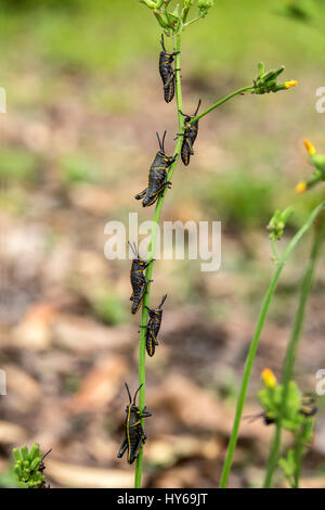 Östlichen Lümmel Heuschrecke Larven ernähren sich von Kreuzkraut Unkraut Stockfoto