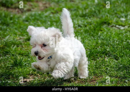Malteser Welpen - niedlichen Welpen laufen Stockfoto