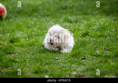 Niedlichen Welpen - Malteser Hunderasse Stockfoto