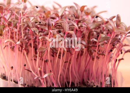 Roter Amaranth Microgreens drinnen im Boden angebaut. Stockfoto