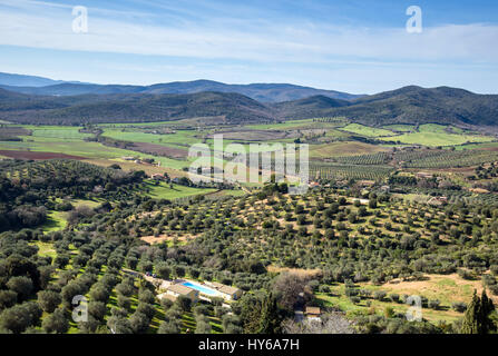 Landschaft mit Olivenhainen in Toskana, Italien Stockfoto