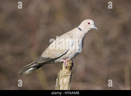 Collared dove Stockfoto