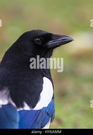 Nahaufnahme von einer Elster Pica pica Stockfoto