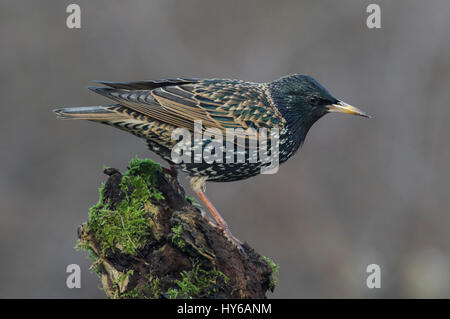 Starling auf einem Ast Stockfoto