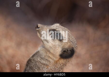 Bis wohin? Erdmännchen im West Midland Safaripark. Stockfoto