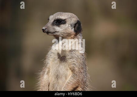 Kopf und Schultern - Erdmännchen im West Midlands Safari Park Stockfoto