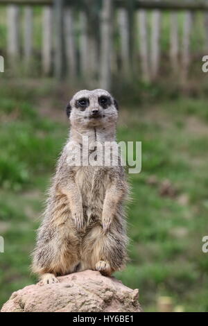 Ich stehe immer noch - Meerkat, suricata suricata, im West Midlands Safaripark Stockfoto